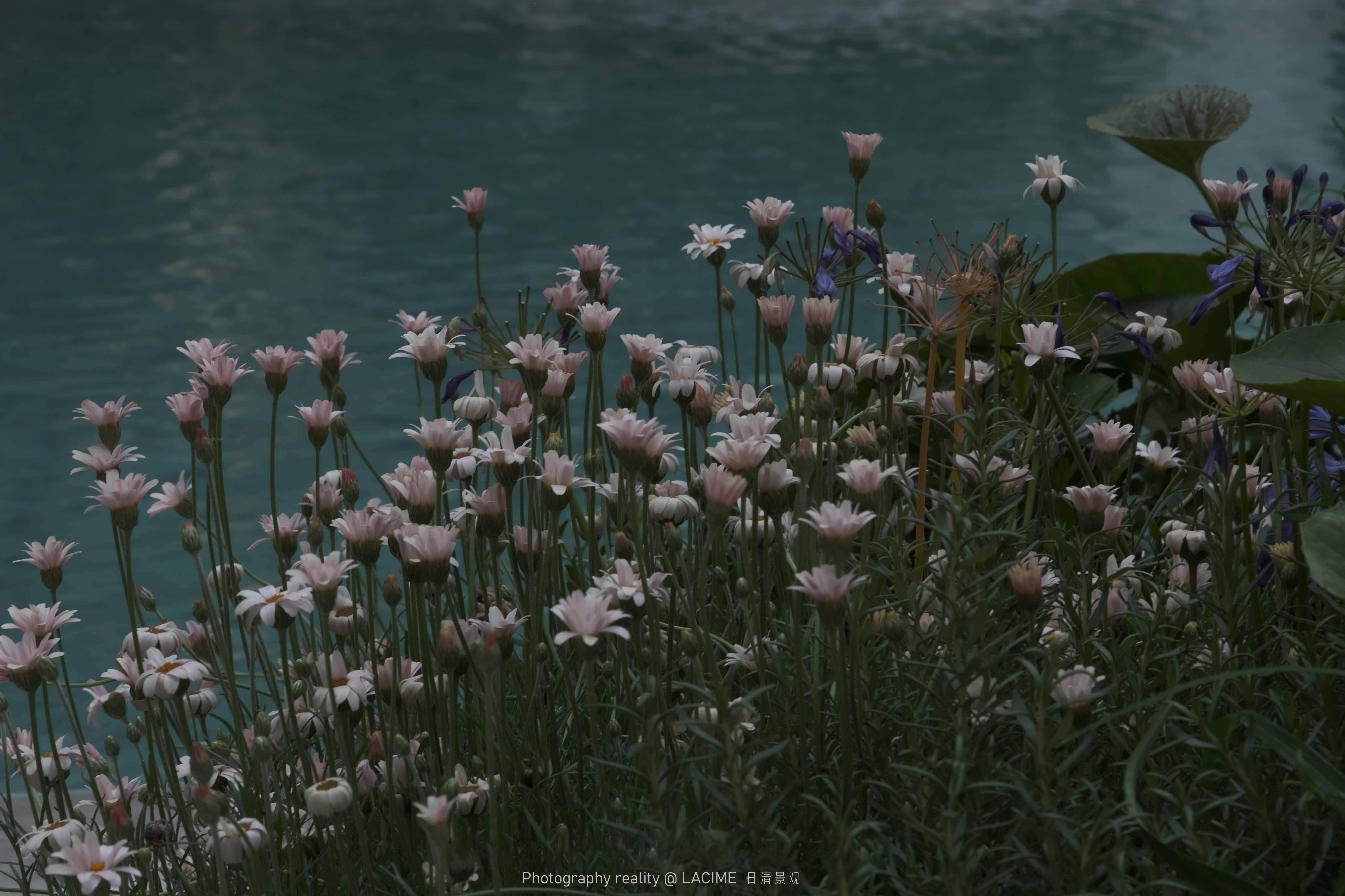 DSCF4850.jpg